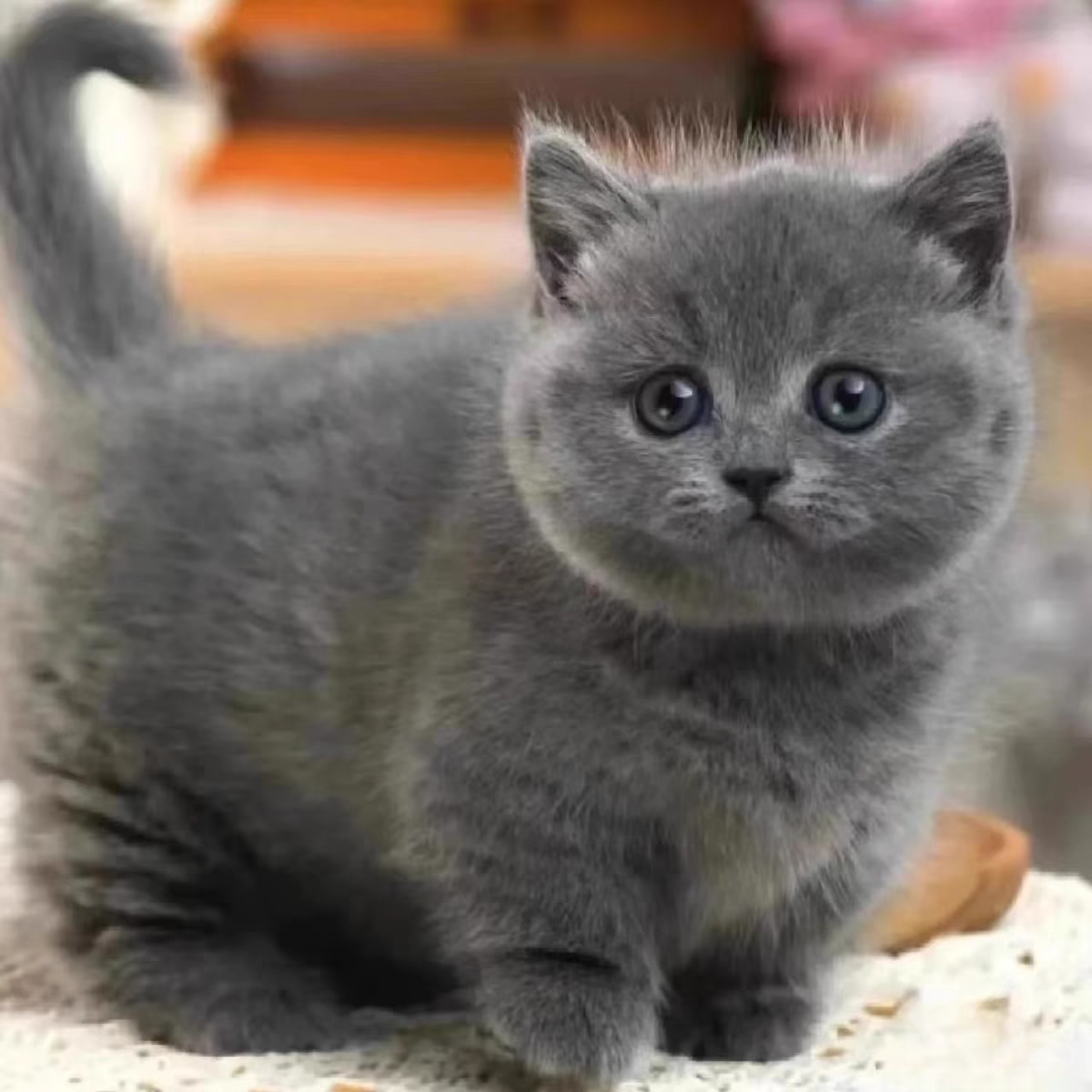 猫舍直销批发价格出售曼基康矮脚猫